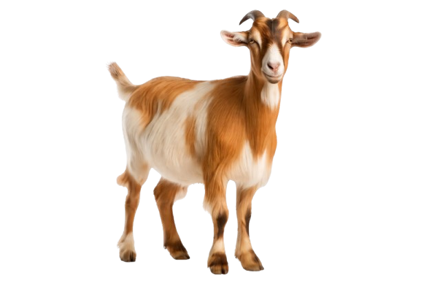 Goat