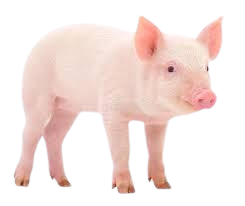 Pig